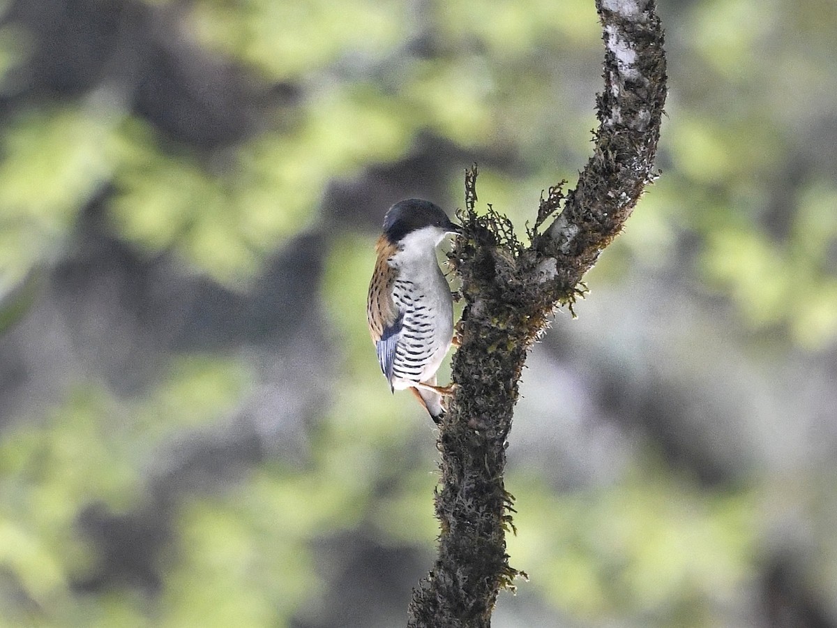 Himalaya Kutyası - ML641552216