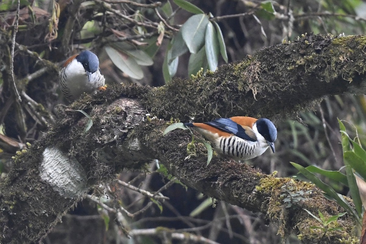 Himalaya Kutyası - ML641552217