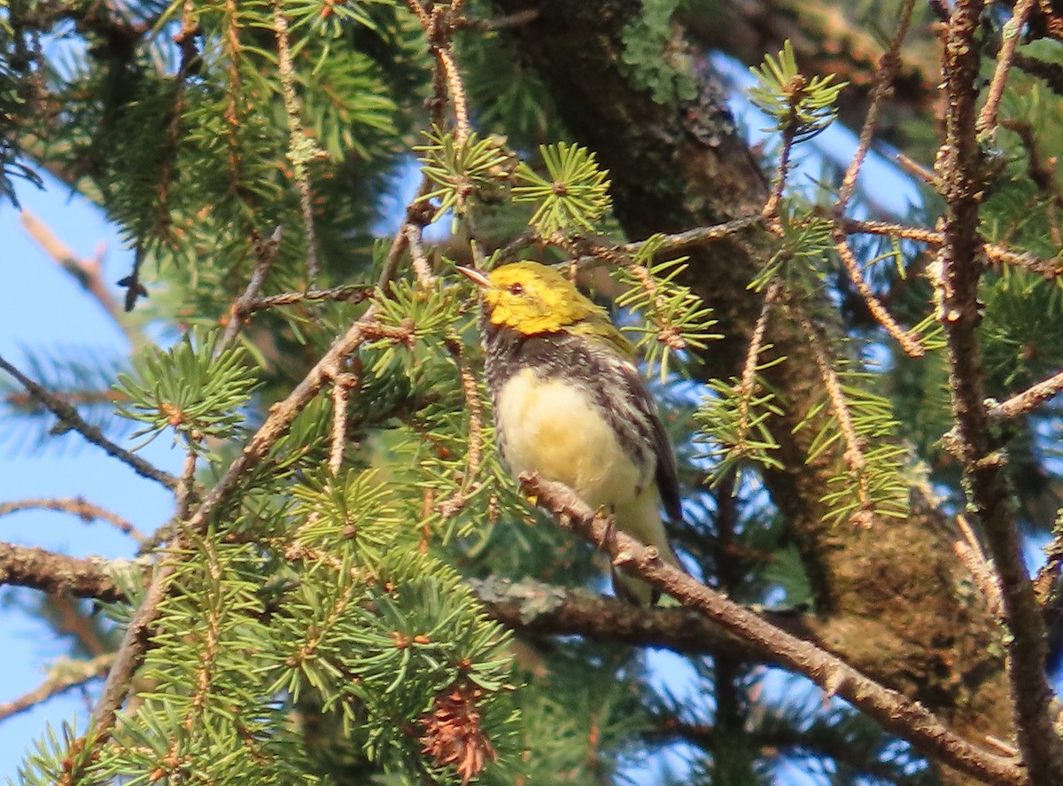 Black-throated Green Warbler - ML641552219