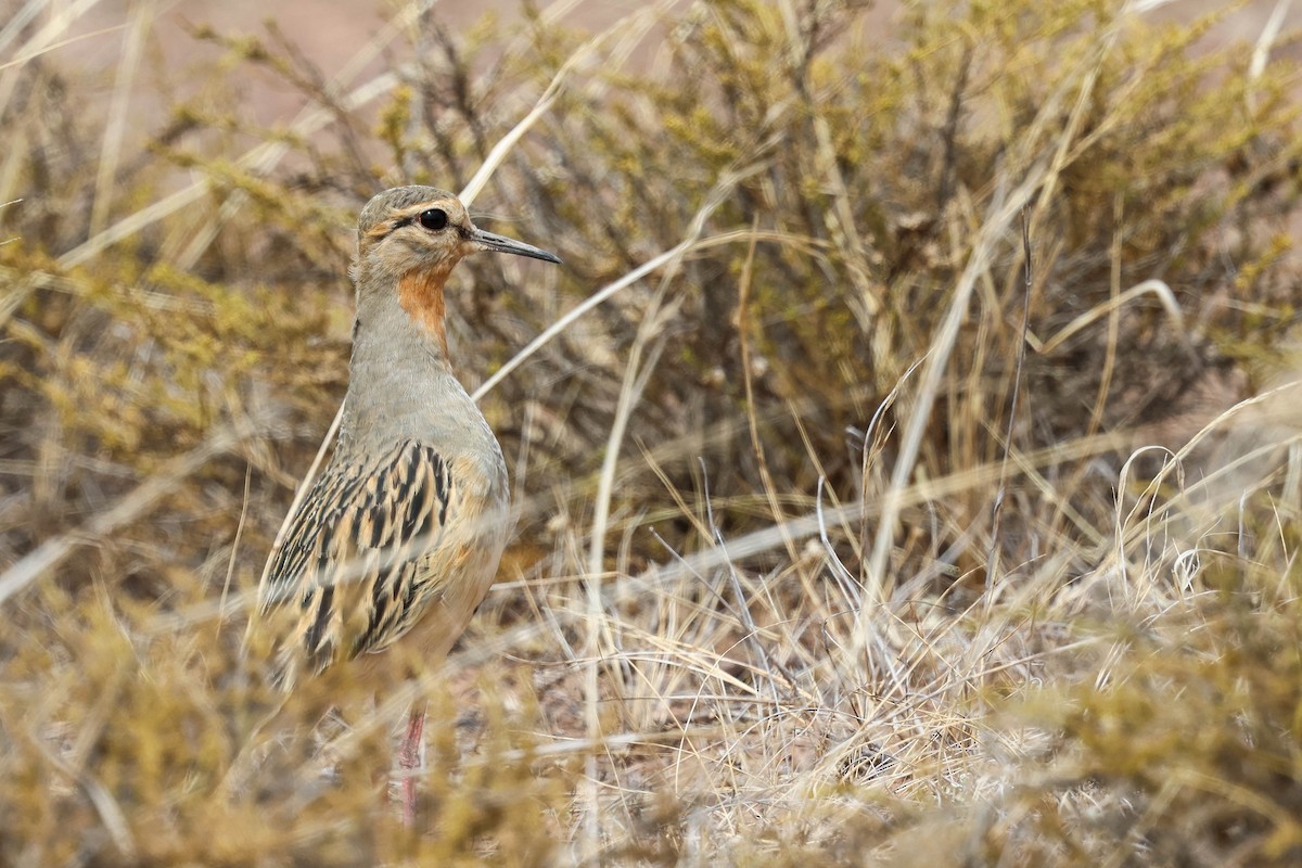 Tawny-throated Dotterel - ML641552233