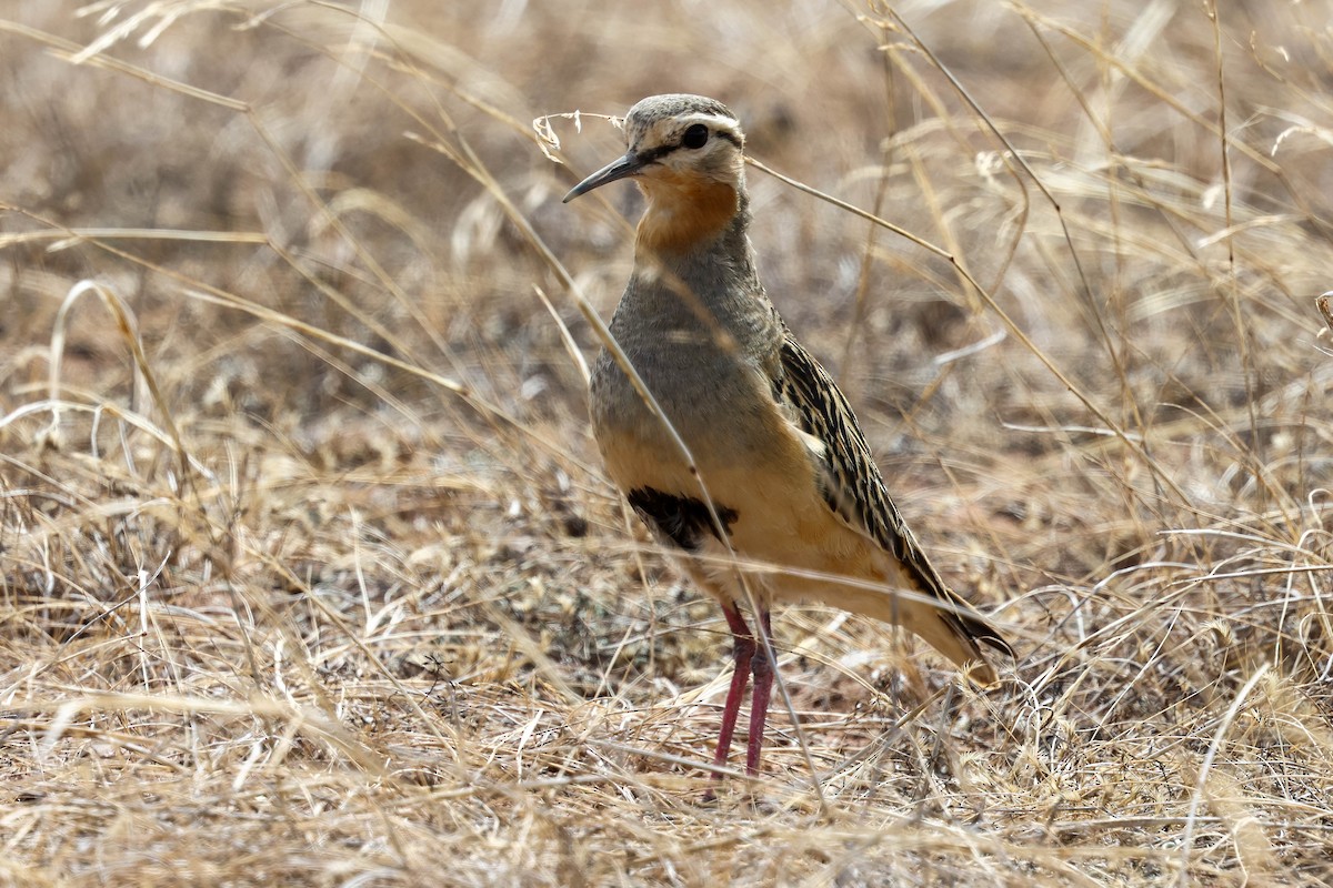 Tawny-throated Dotterel - ML641552235