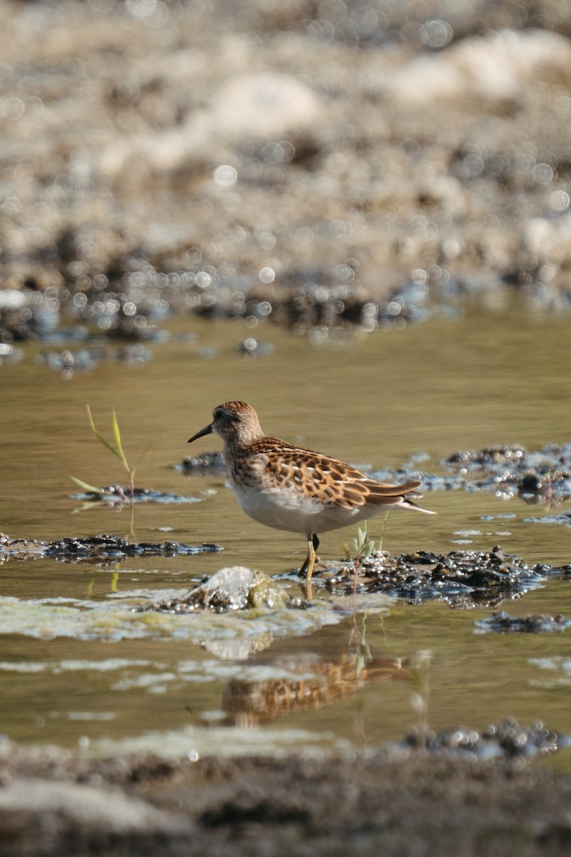 Least Sandpiper - ML641552323