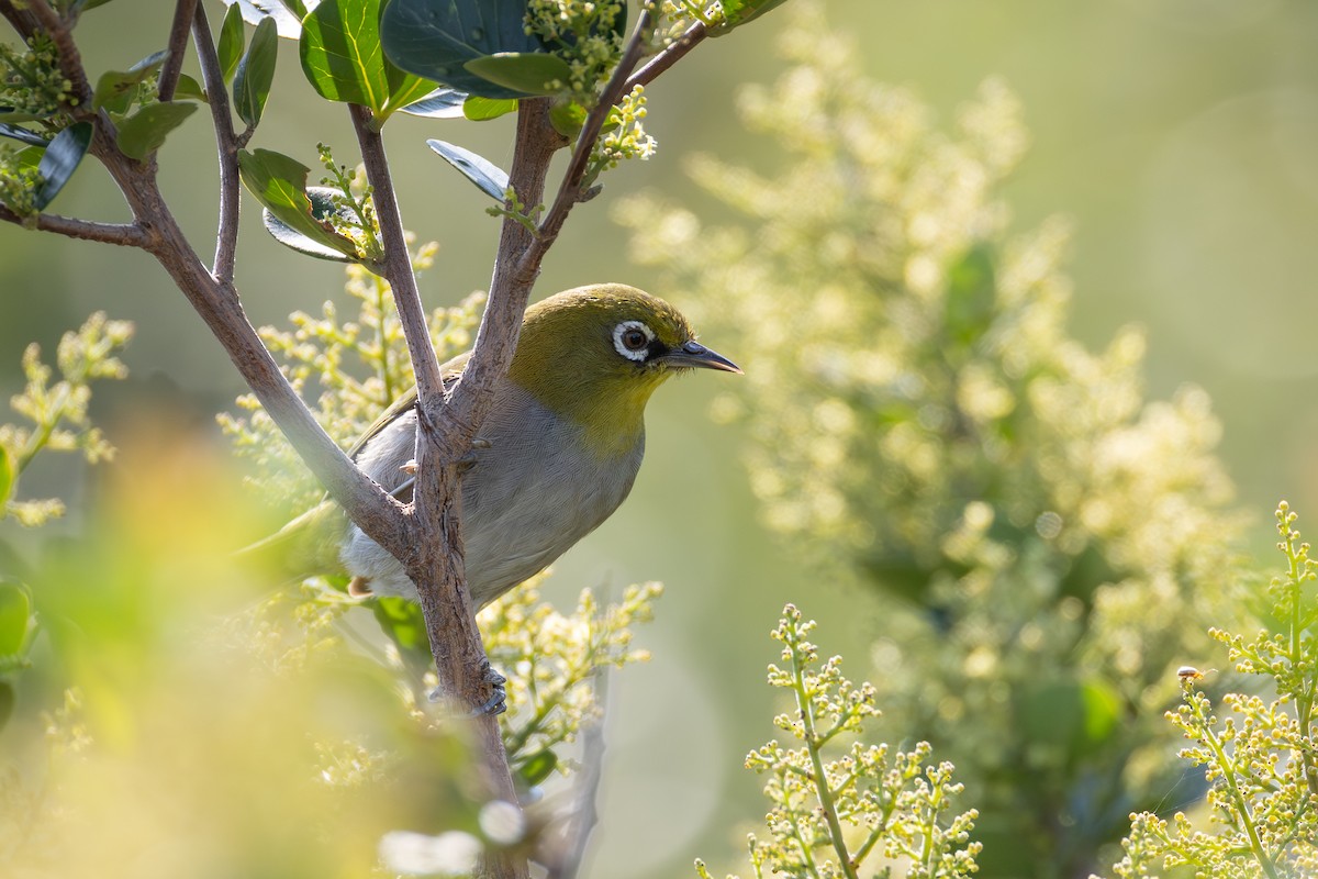 kappbrillefugl (capensis) - ML641552326
