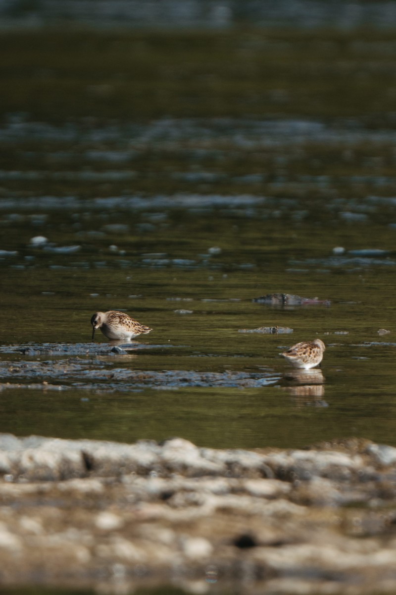 Least Sandpiper - ML641552331