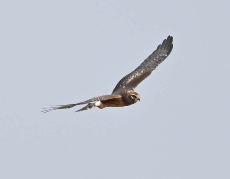 Hudsonweihe - ML641552350