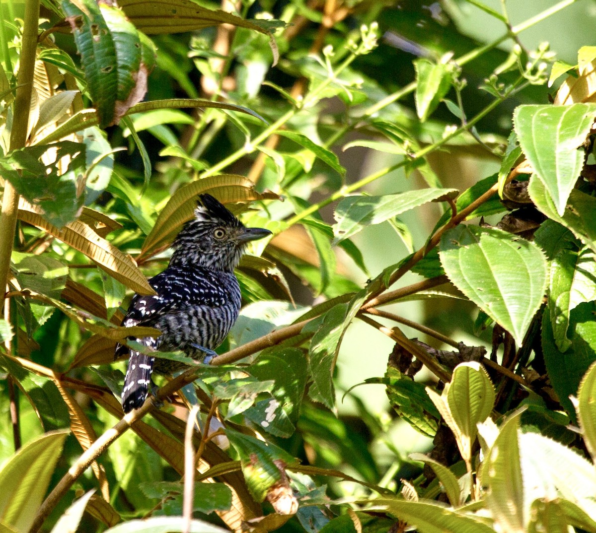 Barred Antshrike - ML641552368