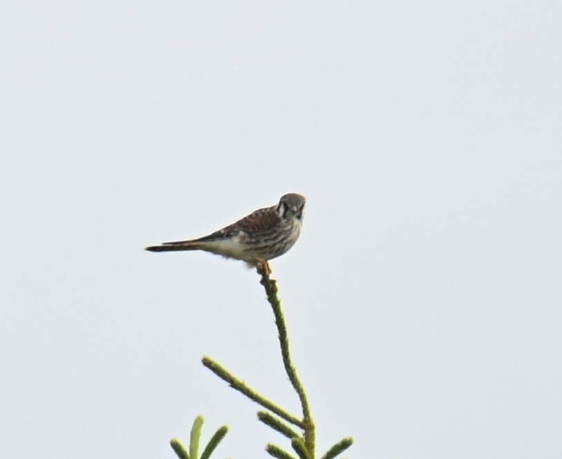 Buntfalke - ML641552378