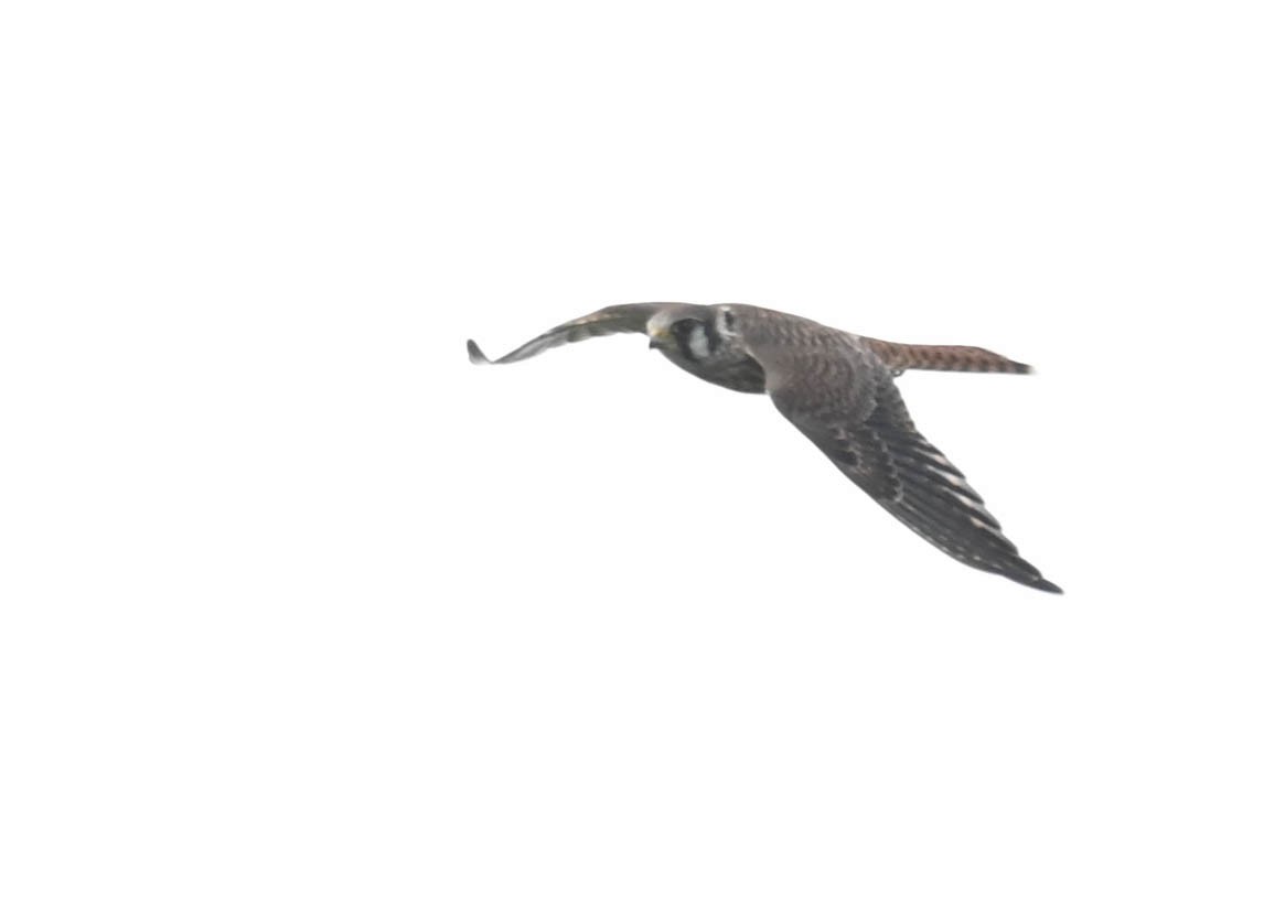 Buntfalke - ML641552379