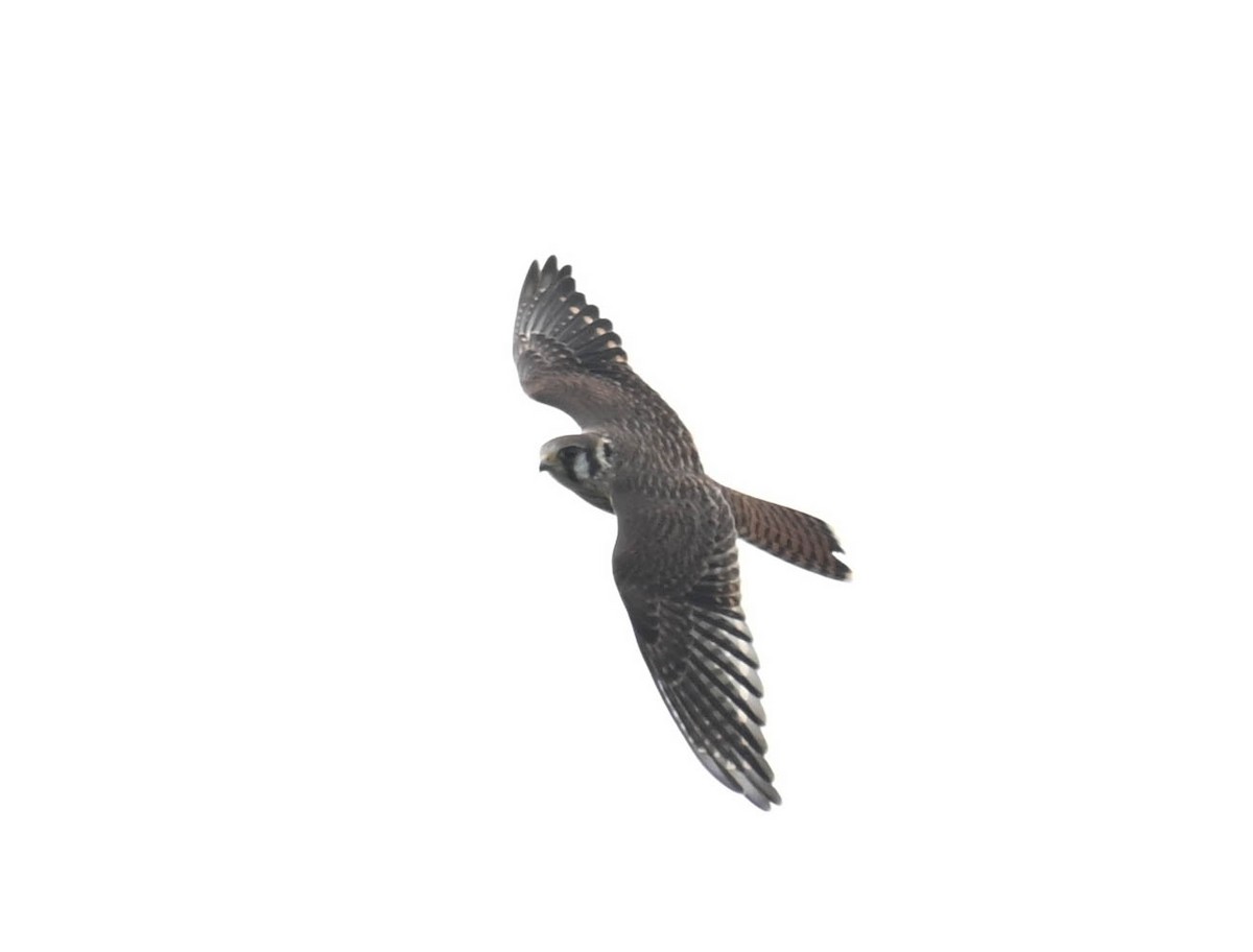 Buntfalke - ML641552380