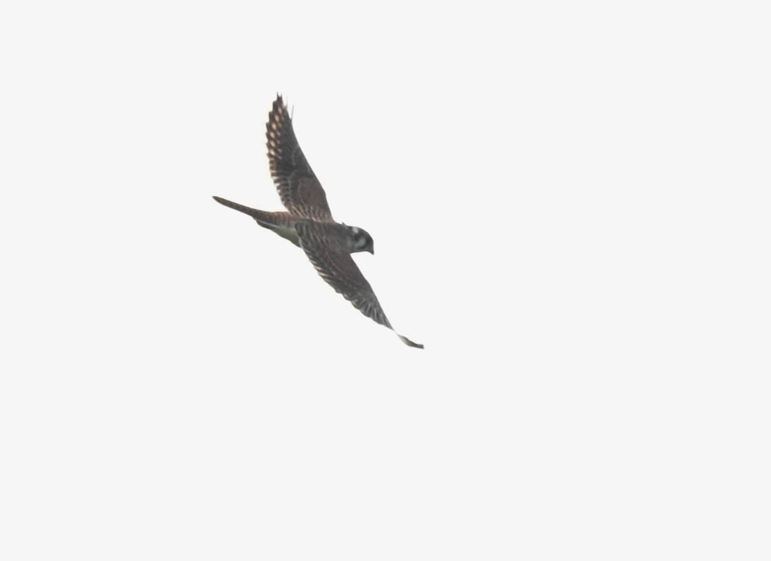 Buntfalke - ML641552385