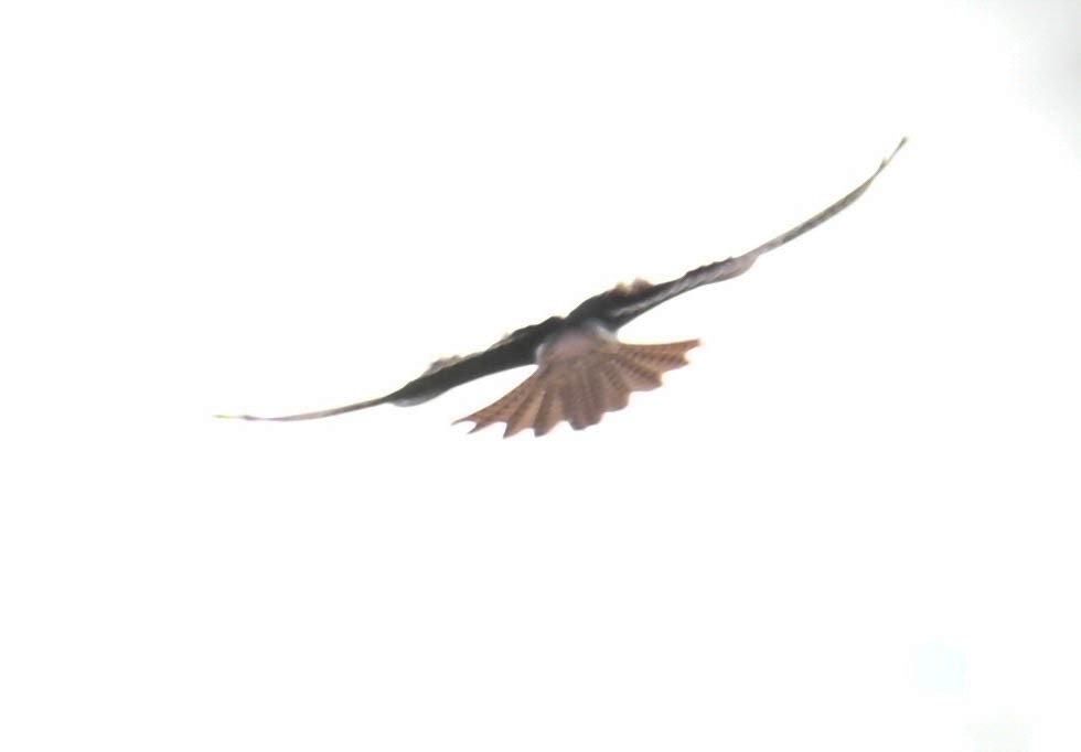Buntfalke - ML641552386