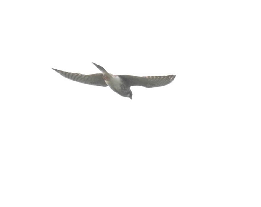 Buntfalke - ML641552387