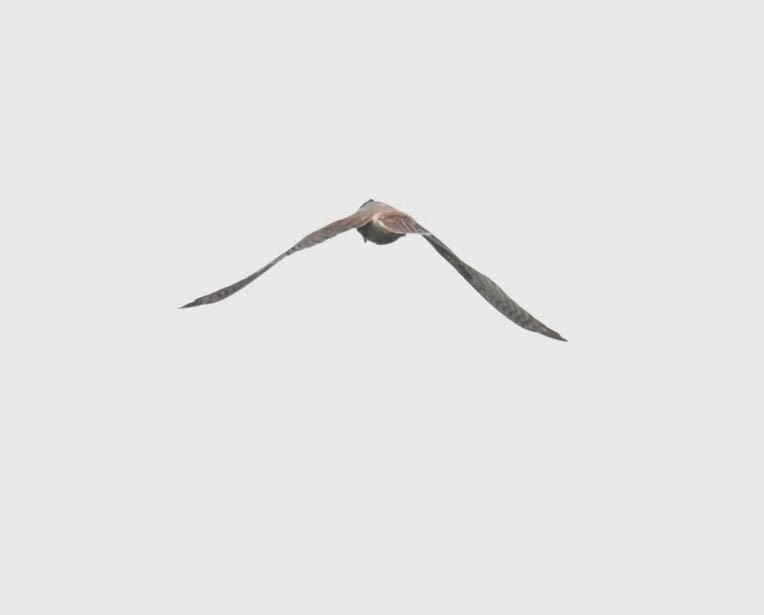Buntfalke - ML641552388