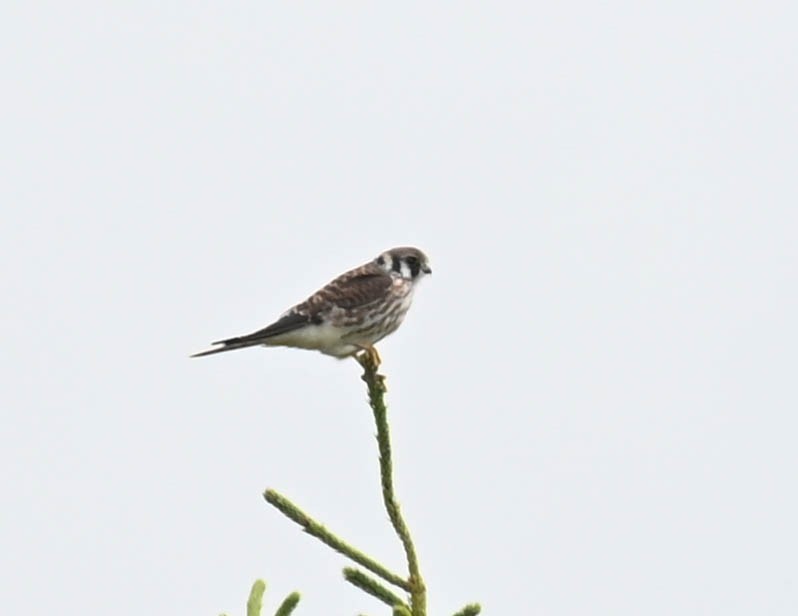 Buntfalke - ML641552389