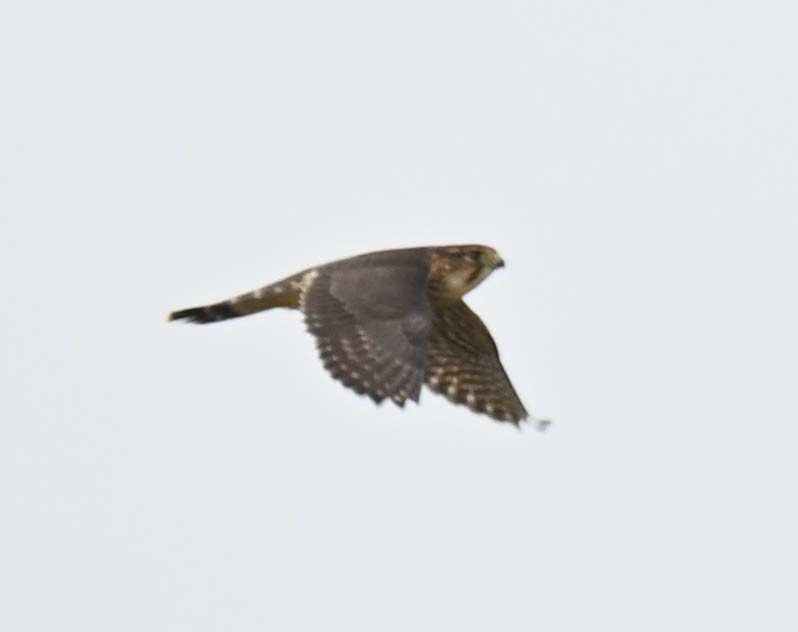 Merlin - ML641552408
