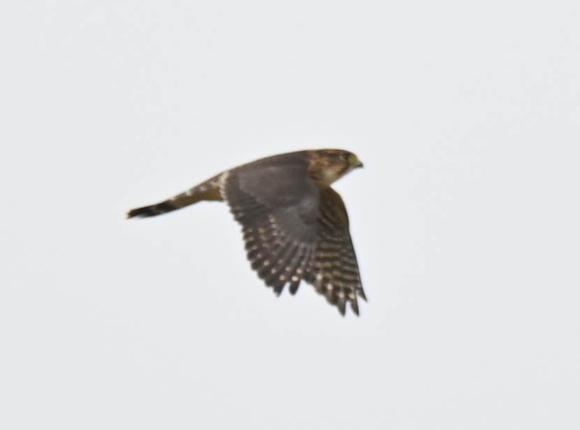 Merlin - ML641552409