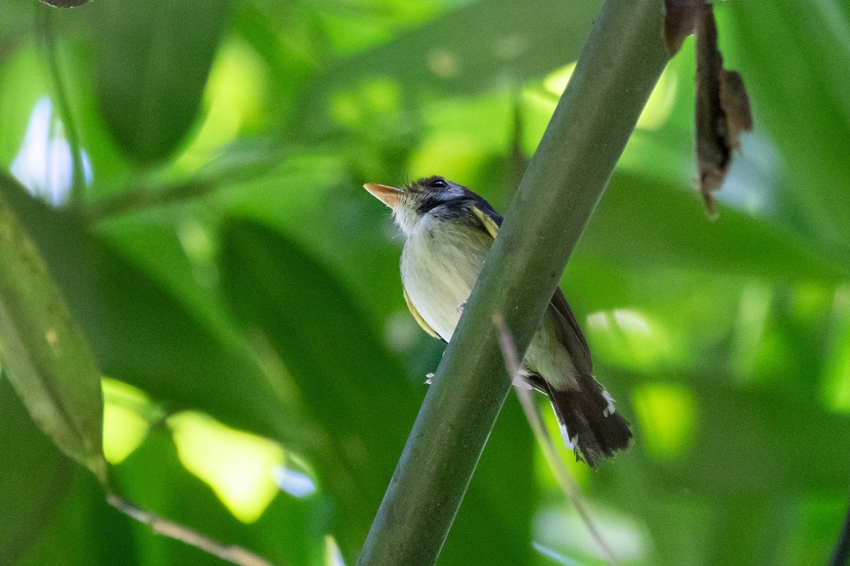White-cheeked Tody-Flycatcher - ML641552426