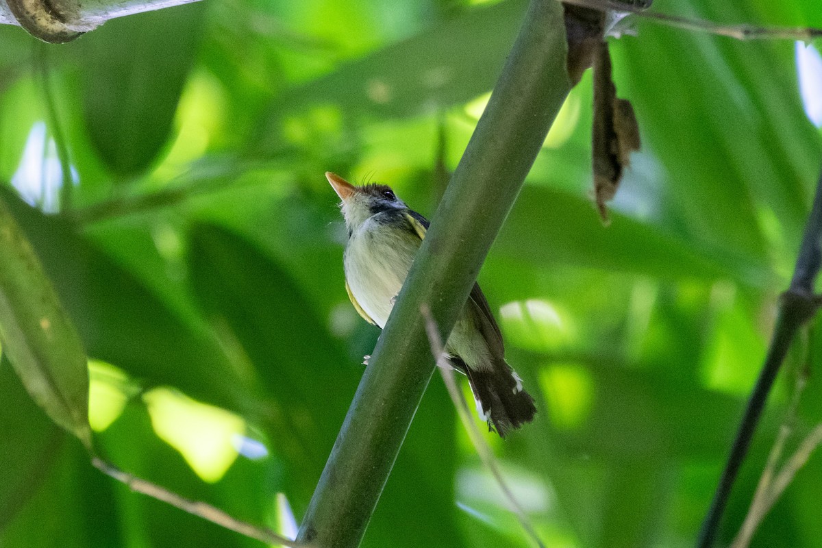 White-cheeked Tody-Flycatcher - ML641552427