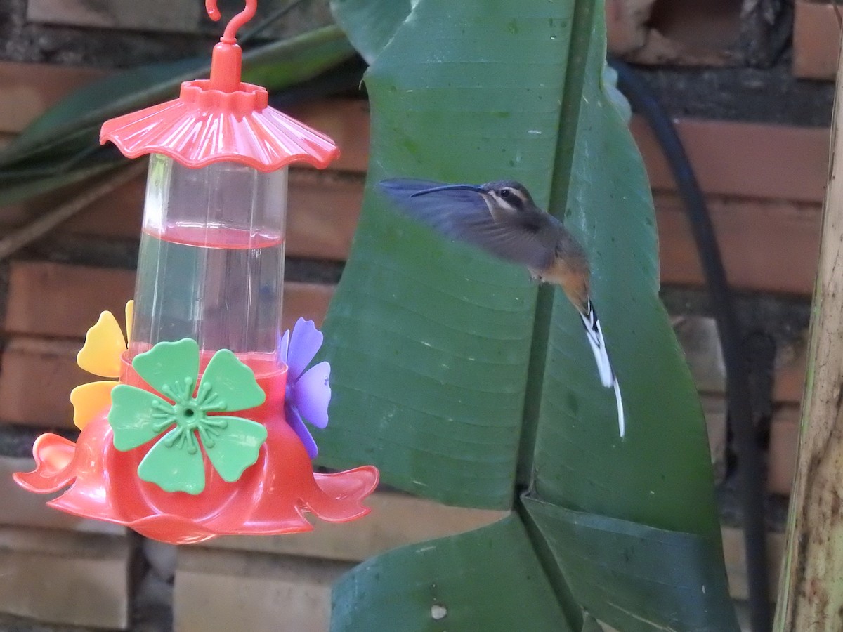 Planalto Hermit - ML641552498