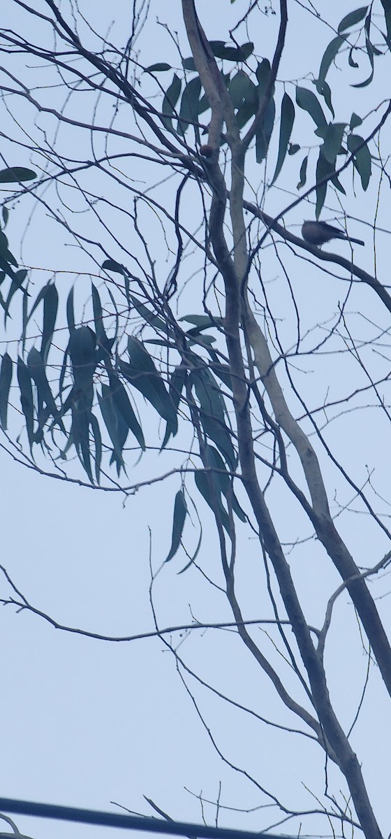Long-tailed Tit - ML641552533