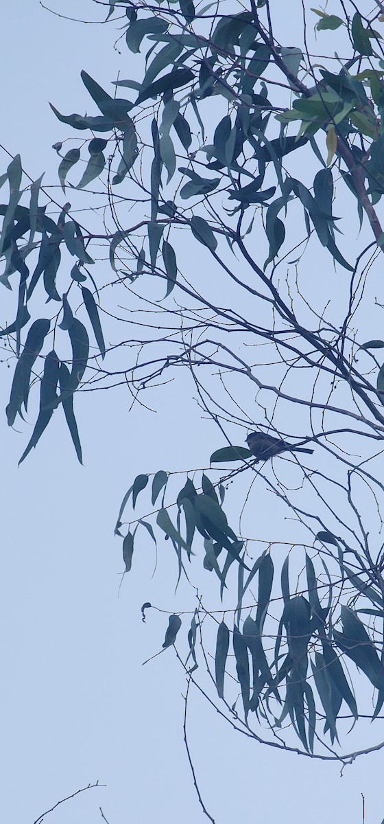 Long-tailed Tit - ML641552534