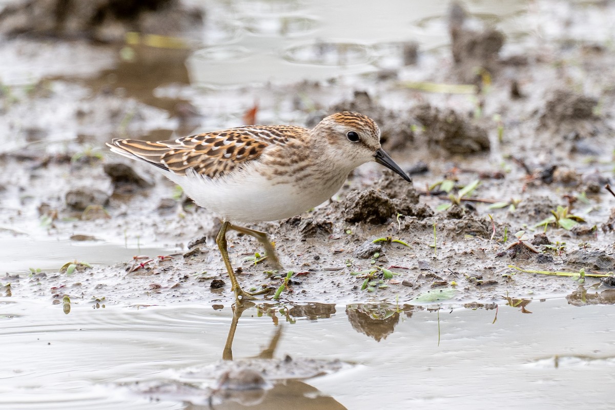 pygmésnipe - ML641552561