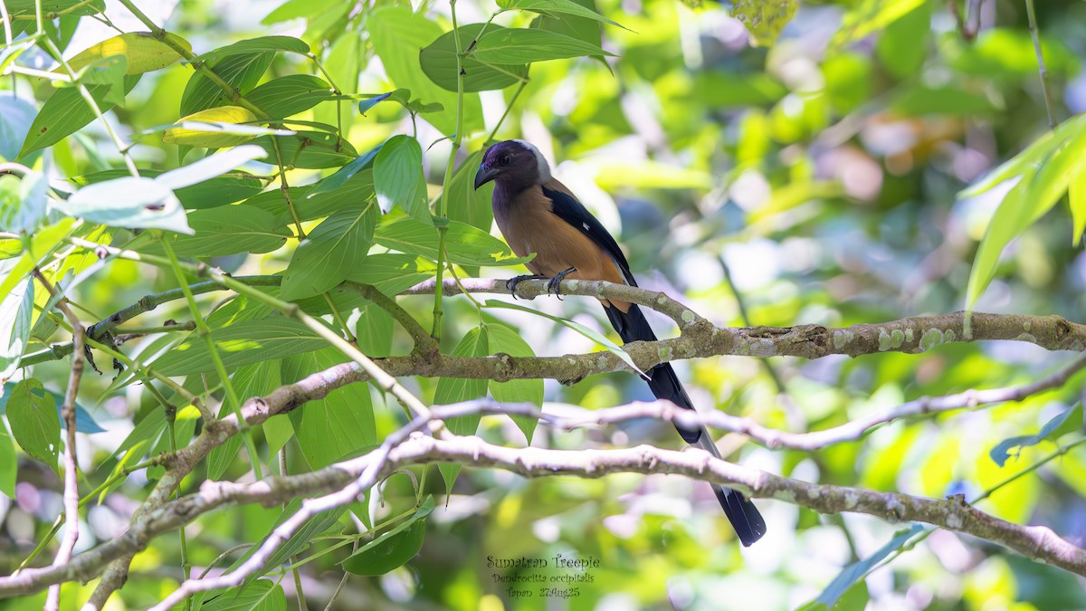 Sumatran Treepie - ML641552589