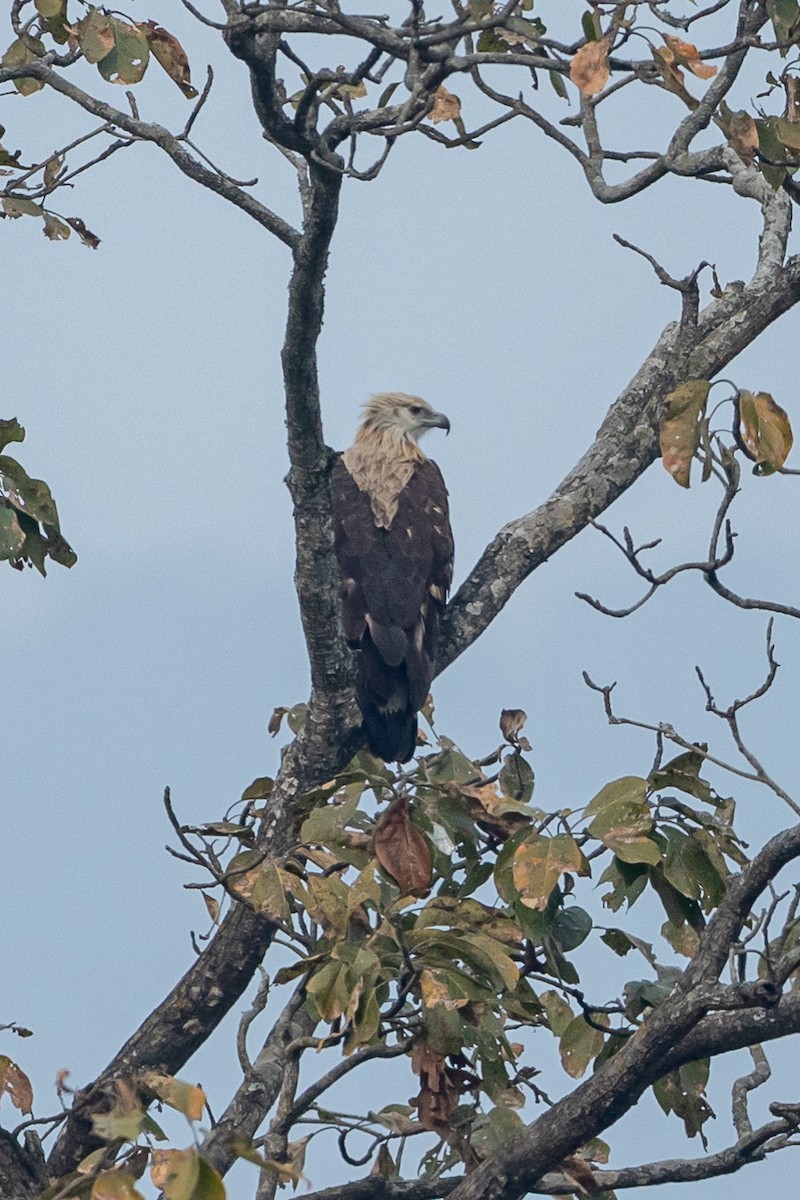 Pallas's Fish-Eagle - ML641552670
