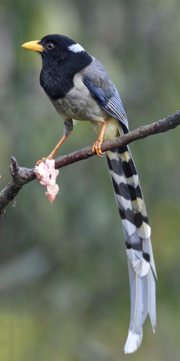 Yellow-billed Blue-Magpie - ML641552671