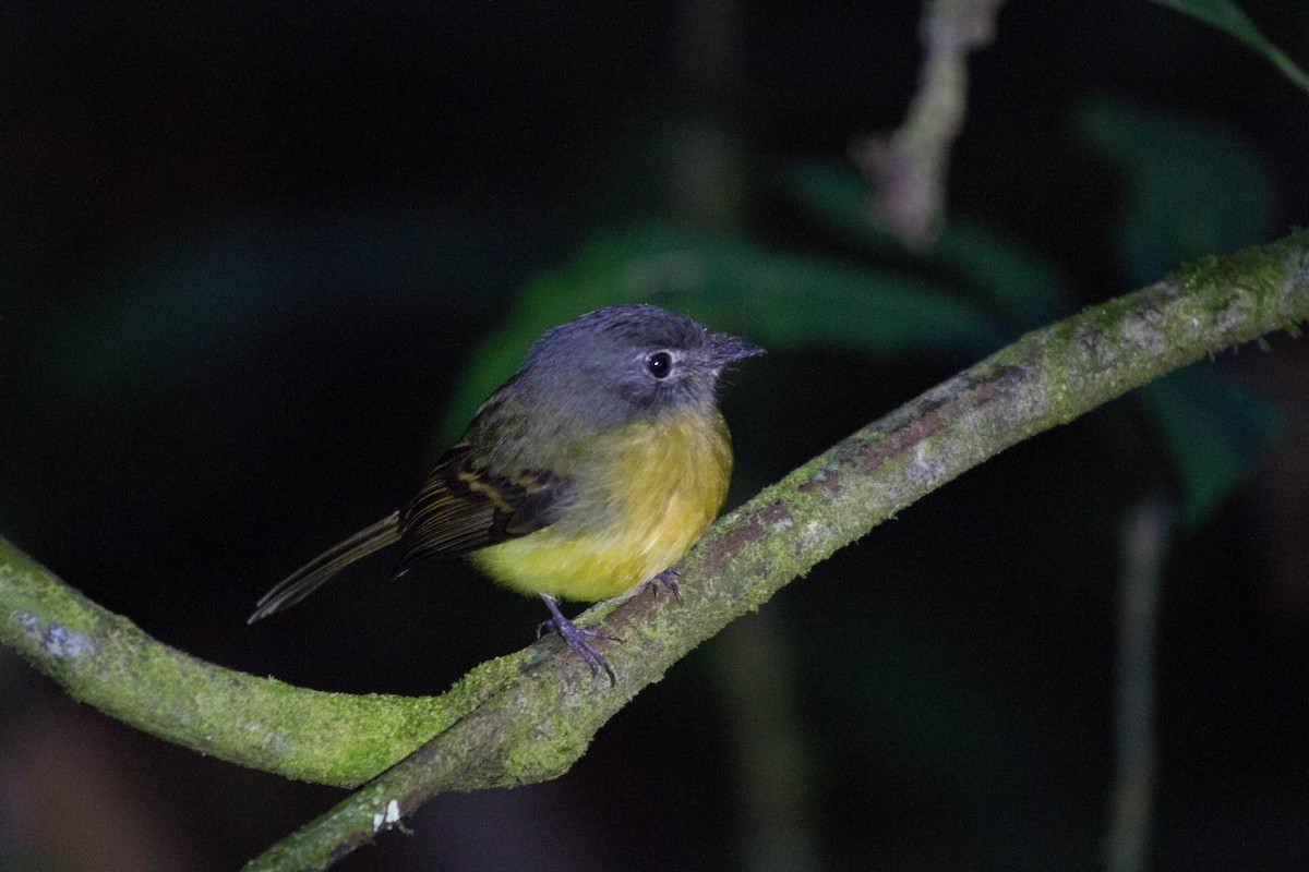 Tawny-chested Flycatcher - ML641552675