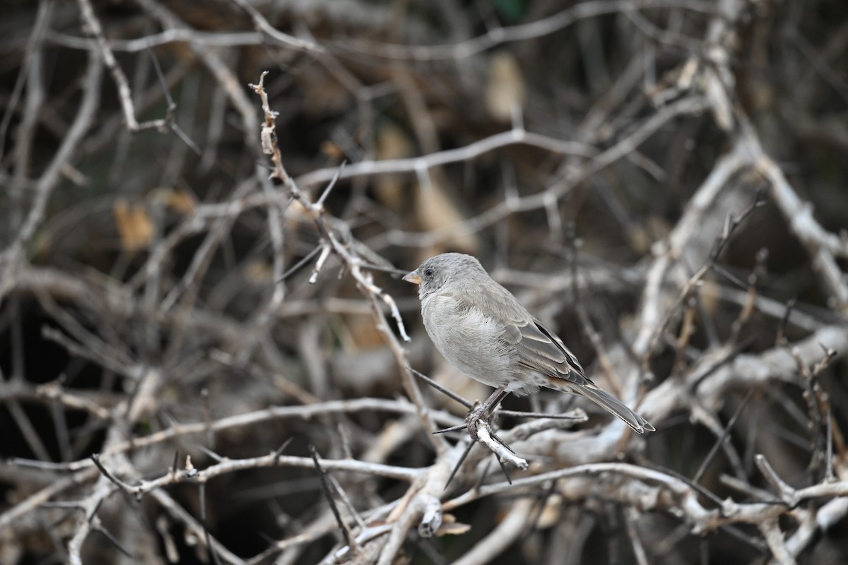Swahili Sparrow - ML641552681