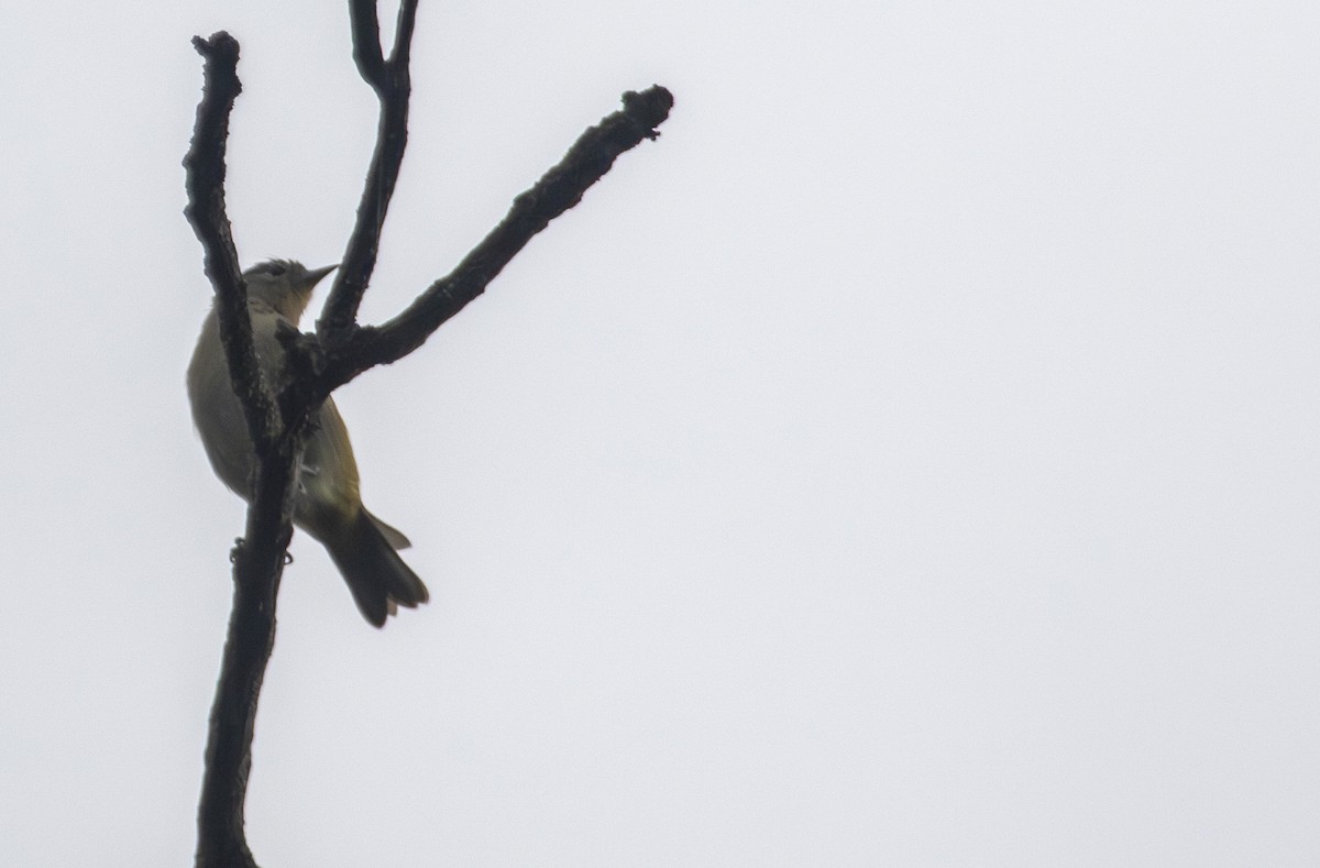 Chestnut-vented Conebill - ML641552719