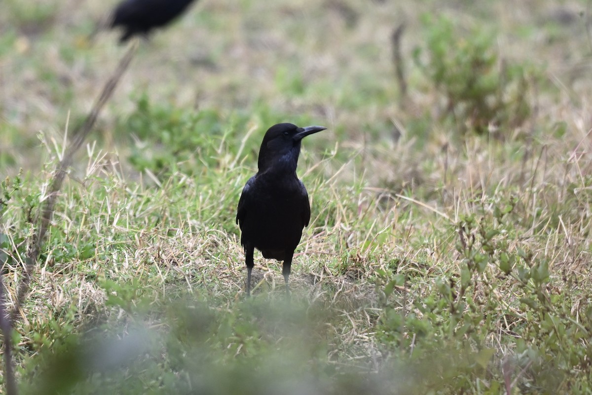 Cape Crow - ML641552734