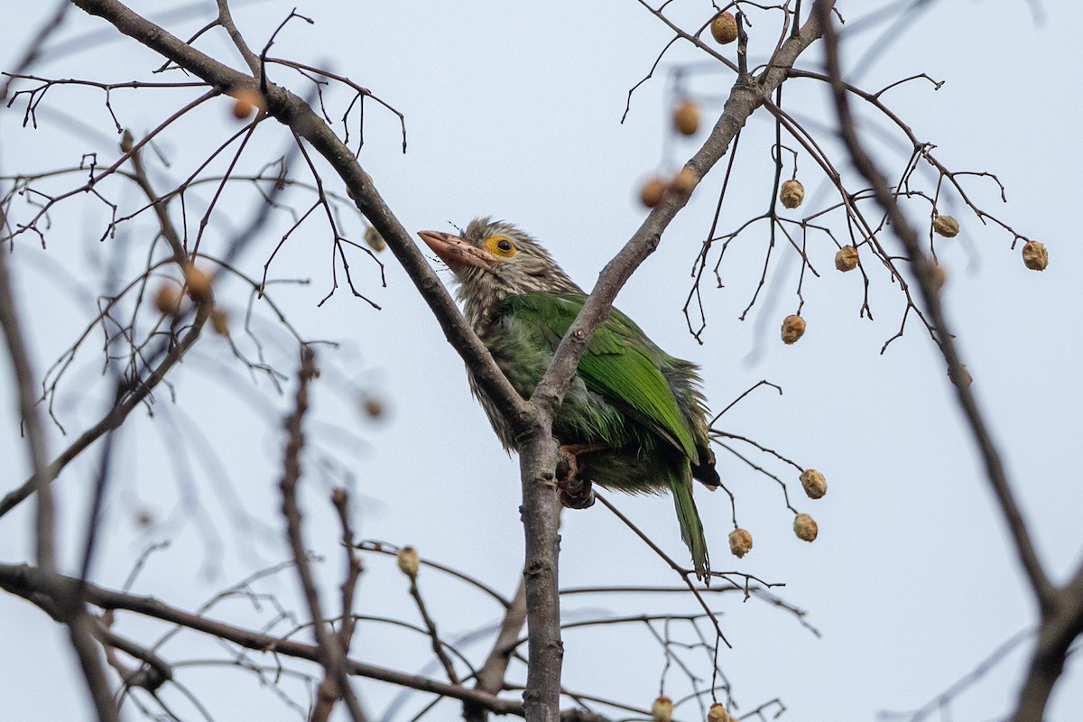 Lineated Barbet - ML641552742