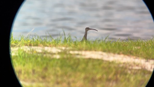 チュウシャクシギ - ML641552764