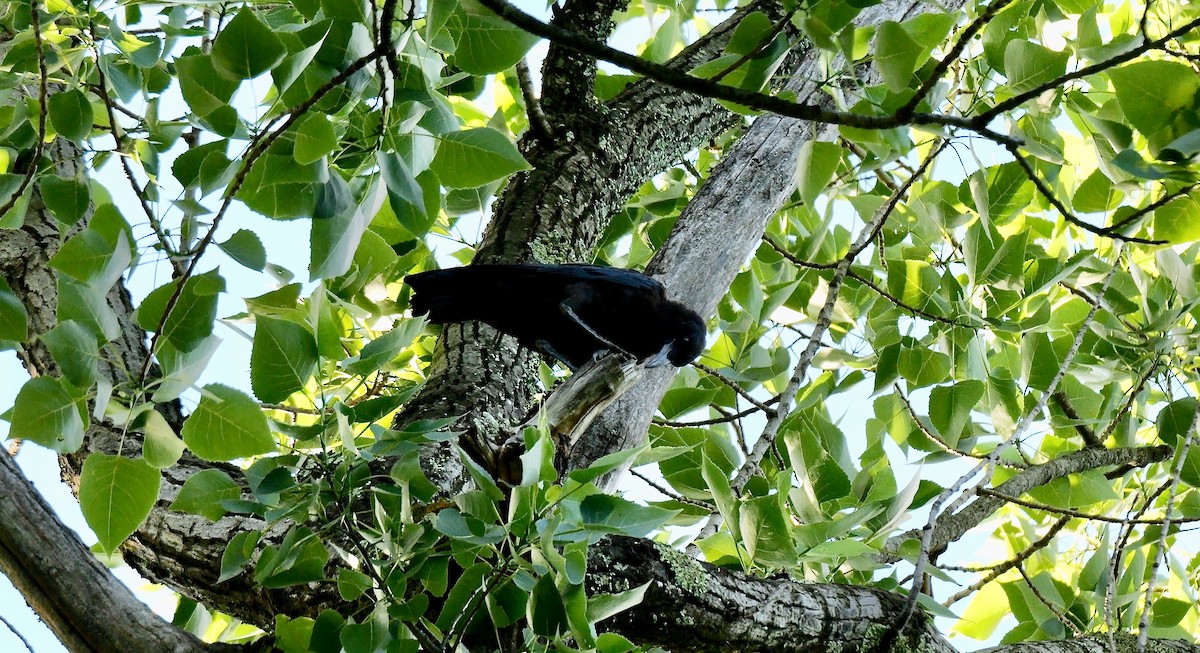 Cape Crow - ML641552821