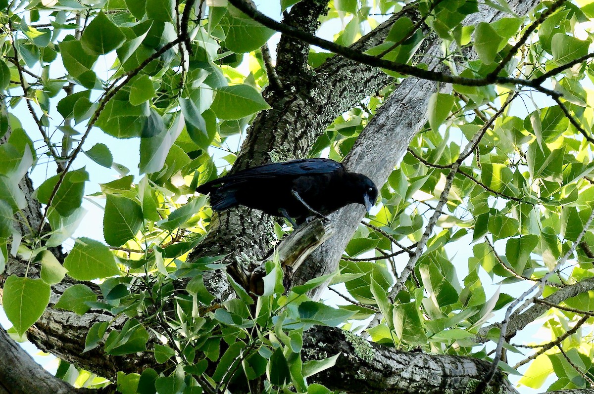 Cape Crow - ML641552822