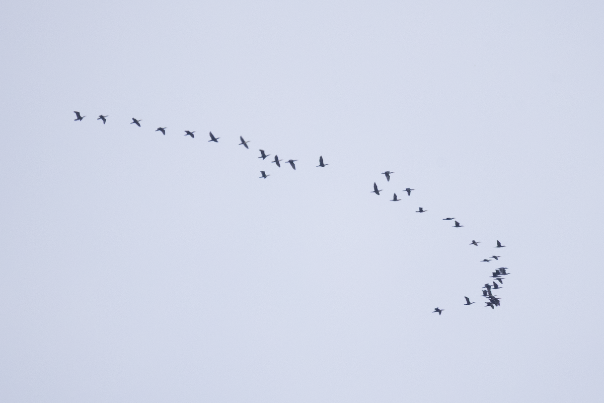 Double-crested Cormorant - ML641552832