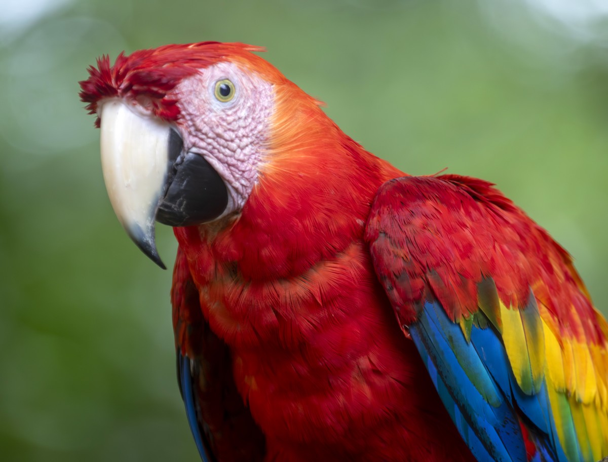 Scarlet Macaw - ML641552837