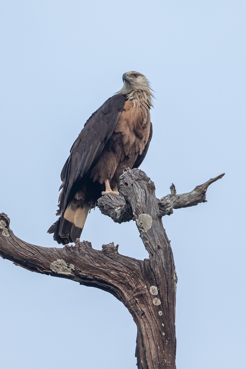 Pallas's Fish-Eagle - ML641552865