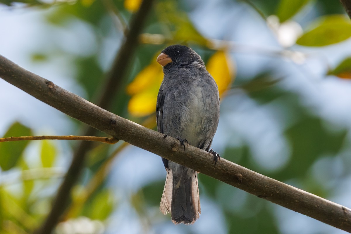 Gray Seedeater - ML641552879