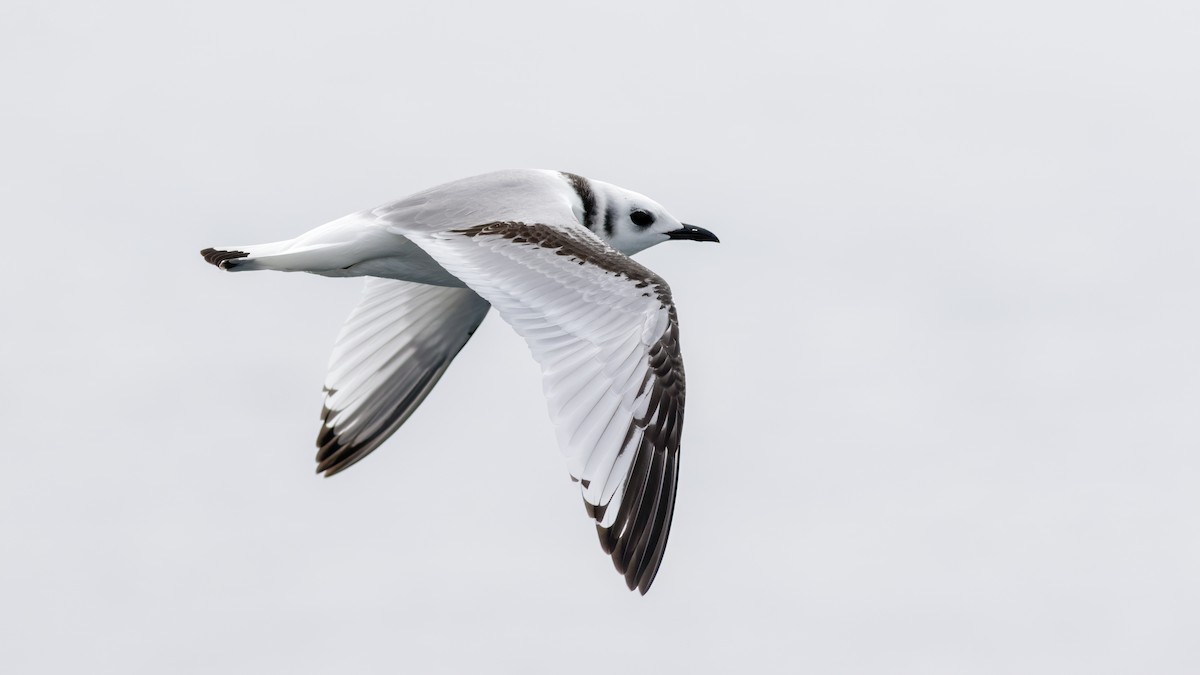 Black-legged Kittiwake - ML641552886