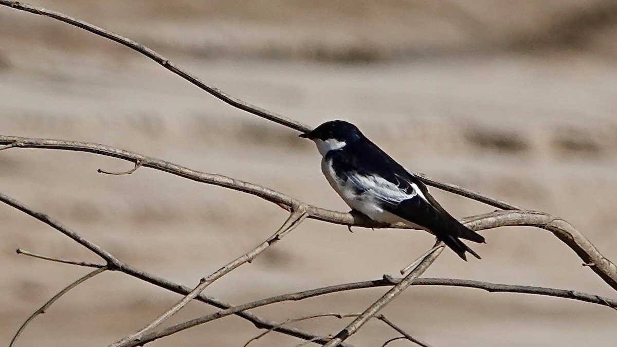 White-winged Swallow - ML641552929