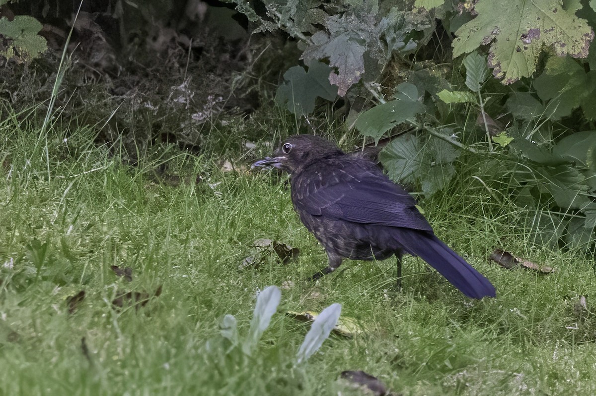 Eurasian Blackbird - ML641552933