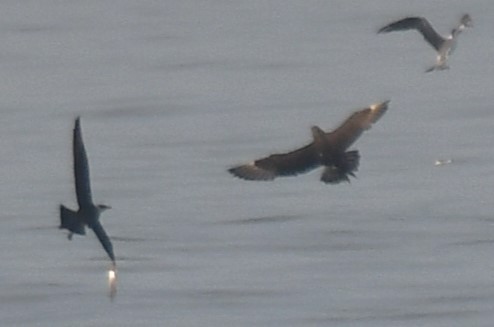 Flesh-footed Shearwater - ML641552934