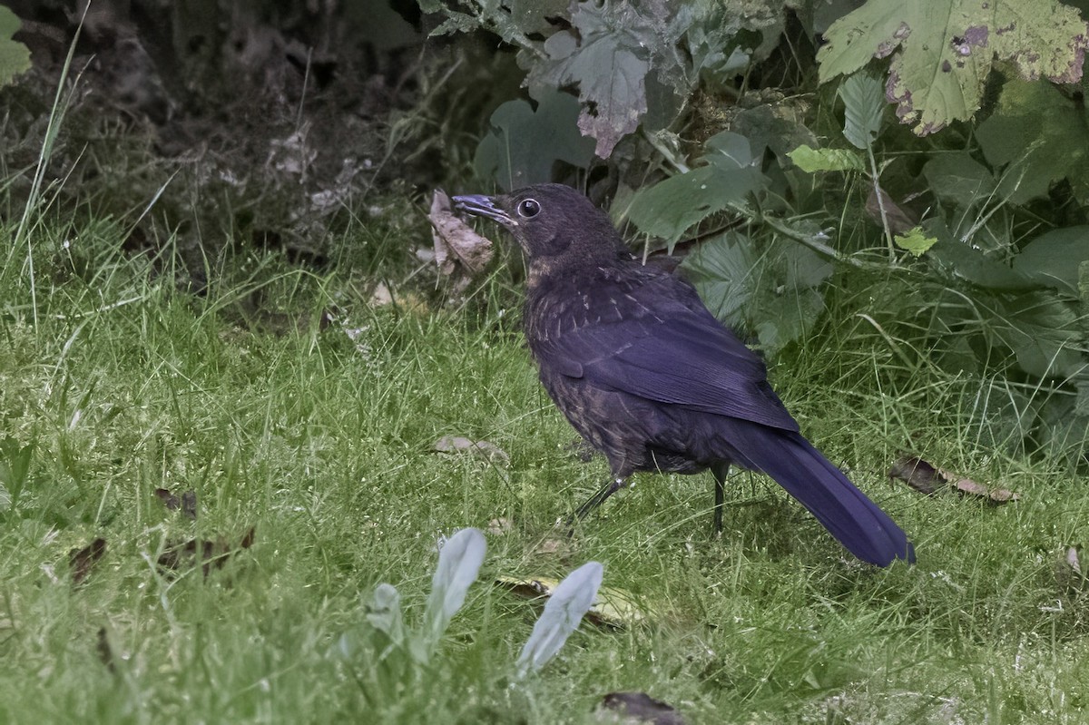 Eurasian Blackbird - ML641552935