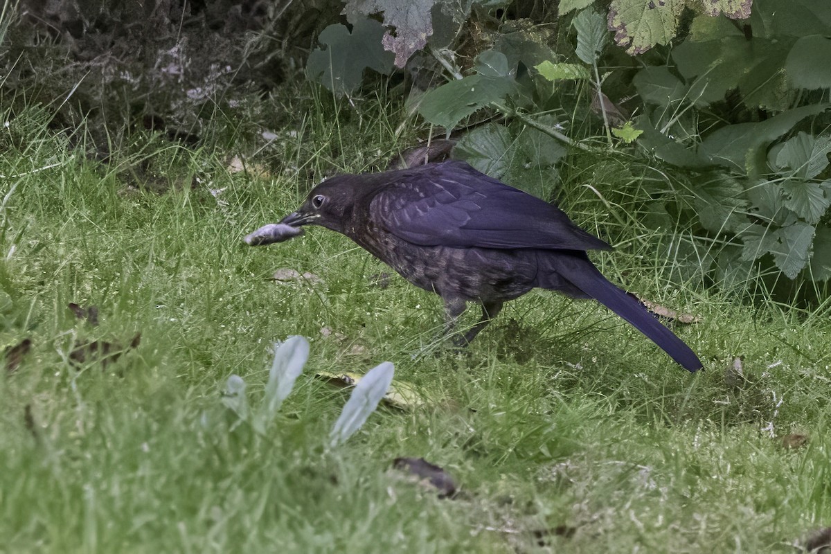 Eurasian Blackbird - ML641552938