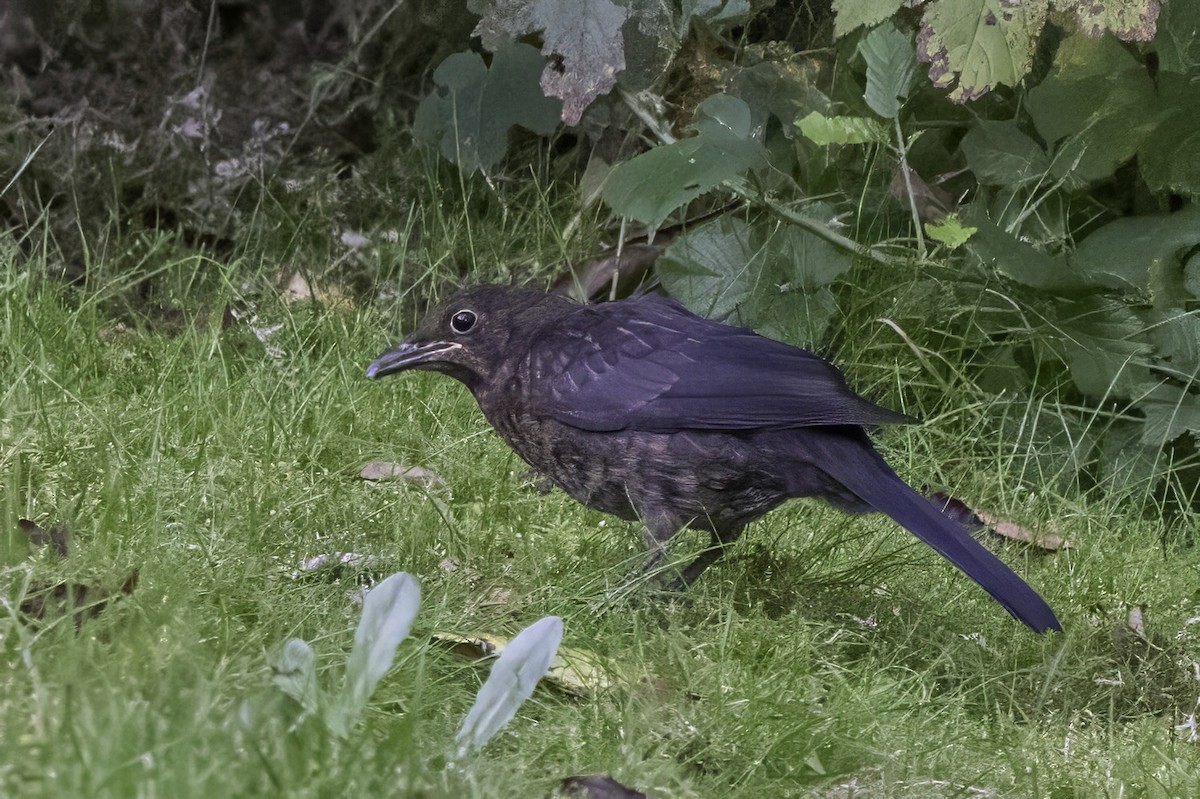 Eurasian Blackbird - ML641552941