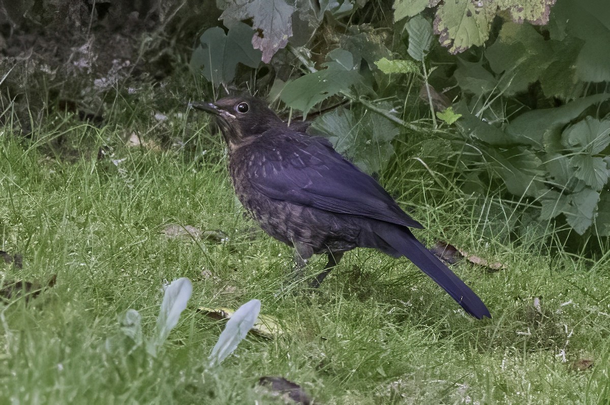 Eurasian Blackbird - ML641552943