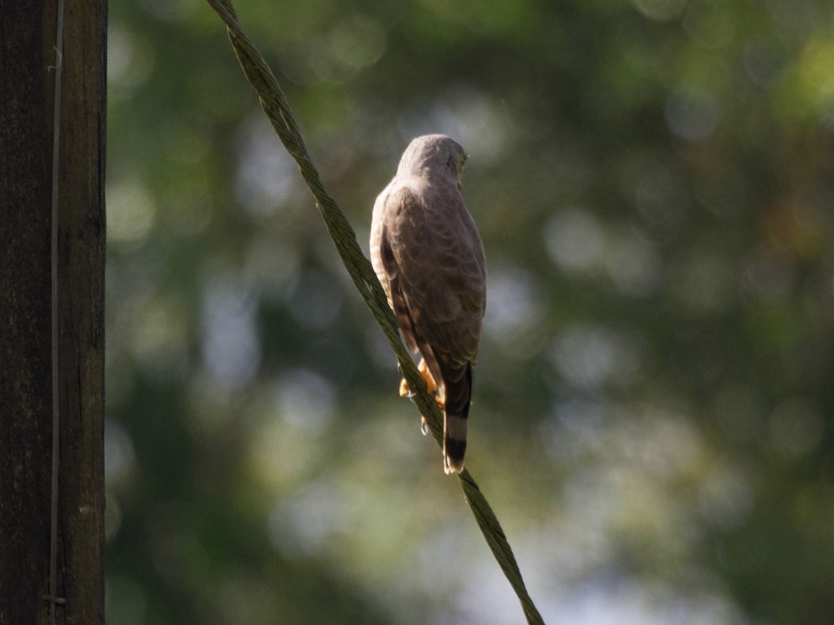 Roadside Hawk - ML641552957